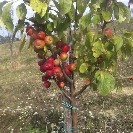 Alloggio per agriturismo Serpanera *