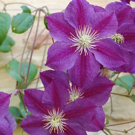 Alloggio per agriturismo Serpanera Sarnano