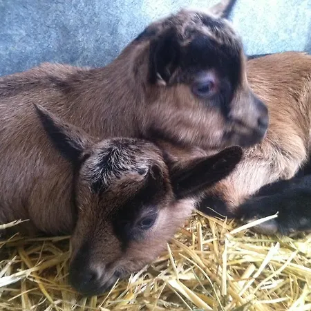 Vakantieboerderij Serpanera Sarnano